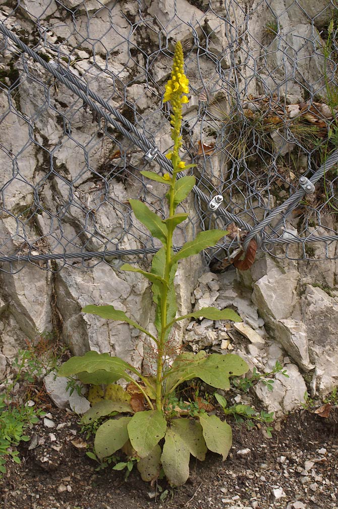 Verbascum